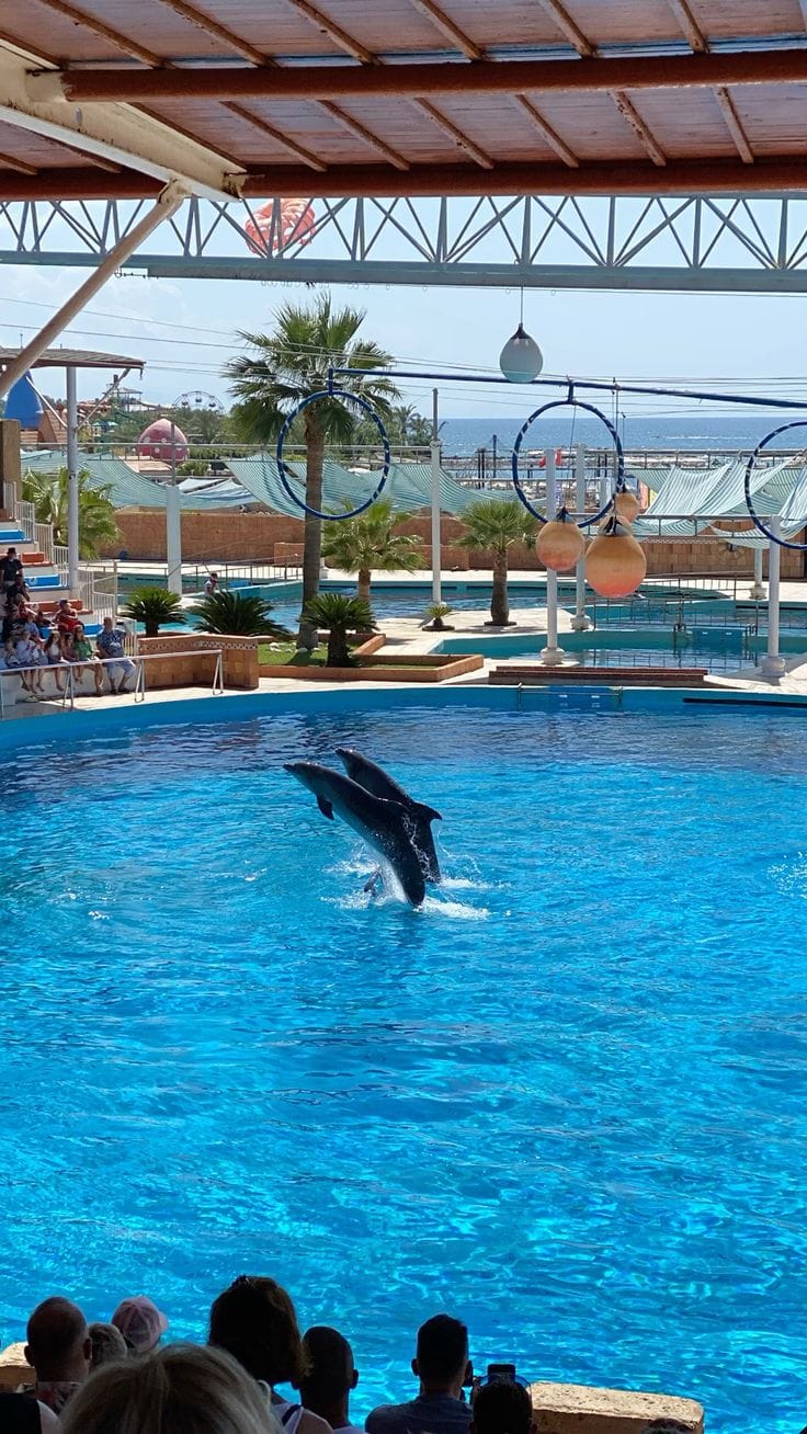 Dolphin show at Les Dauphins Anza